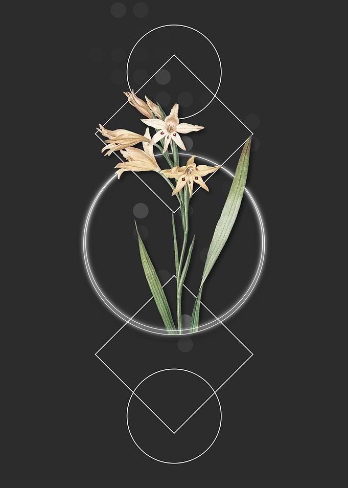 Vintage Gladiolus Flowers