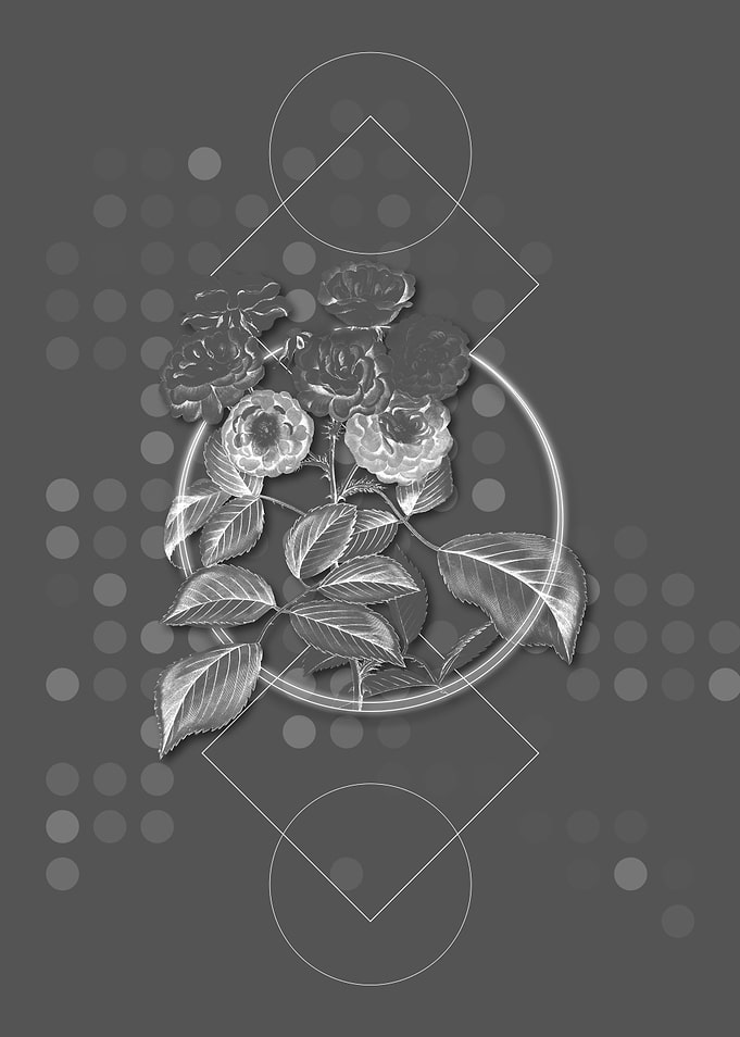 Gray Seven Sisters Rose