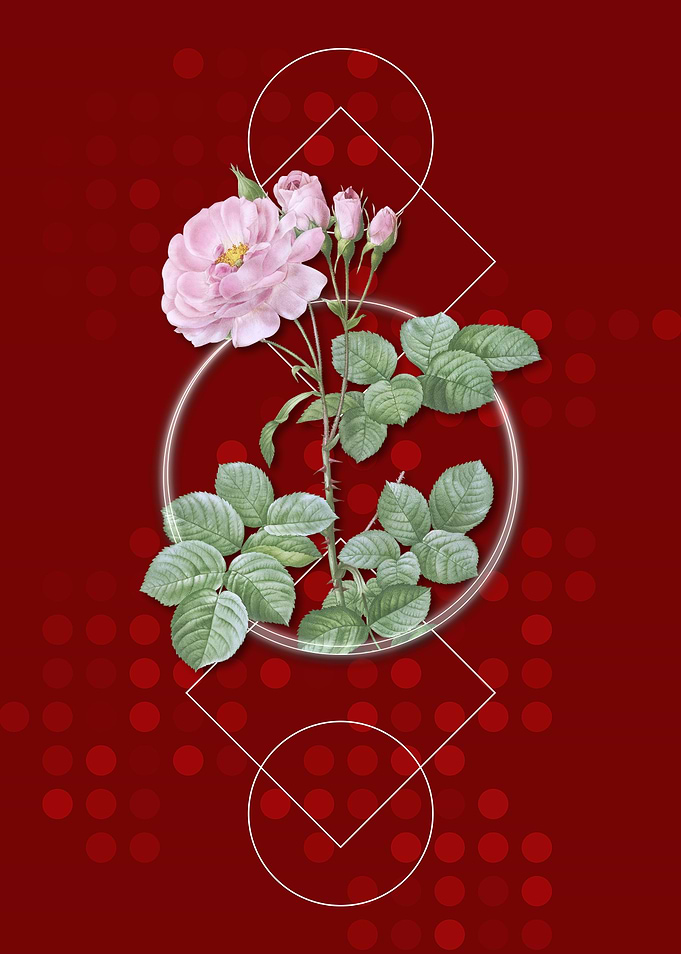 Pink Geometric Damask Rose