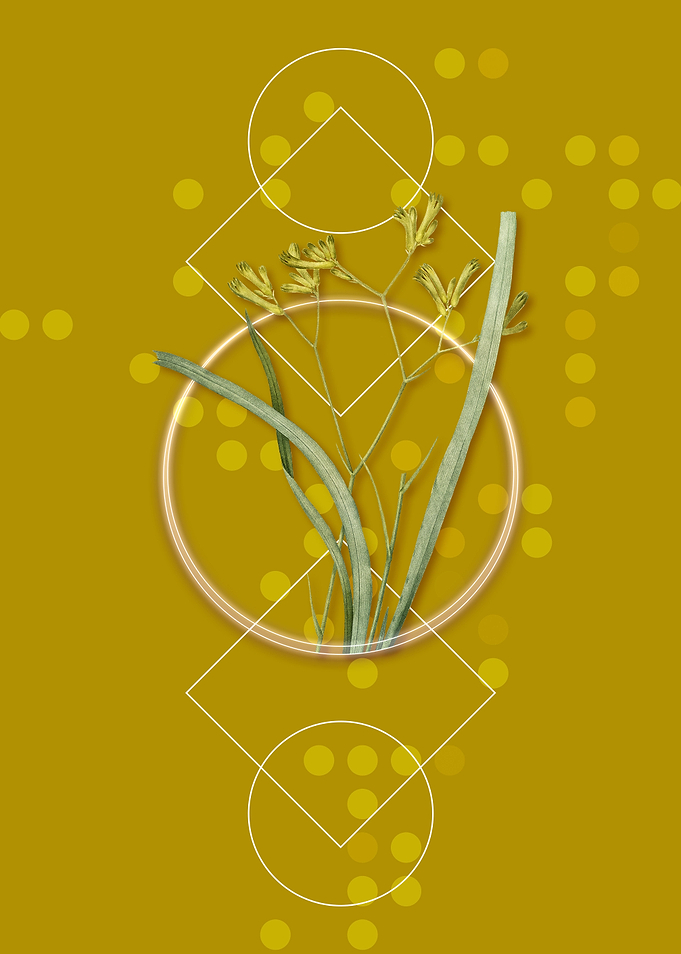 Anigozanthos Flavida