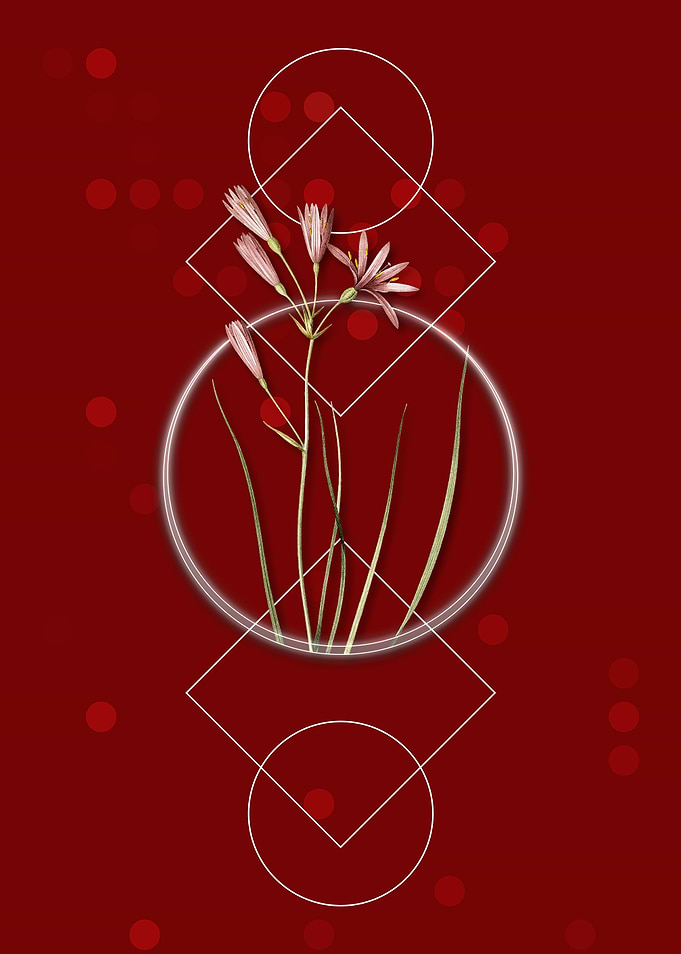 Geometric Amaryllis Flower