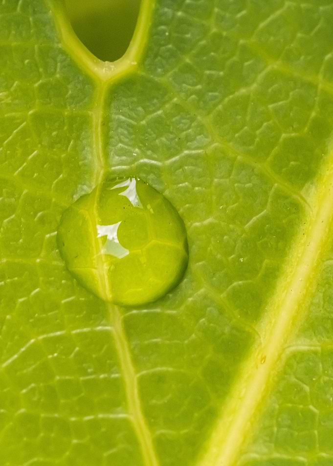 Water Drop