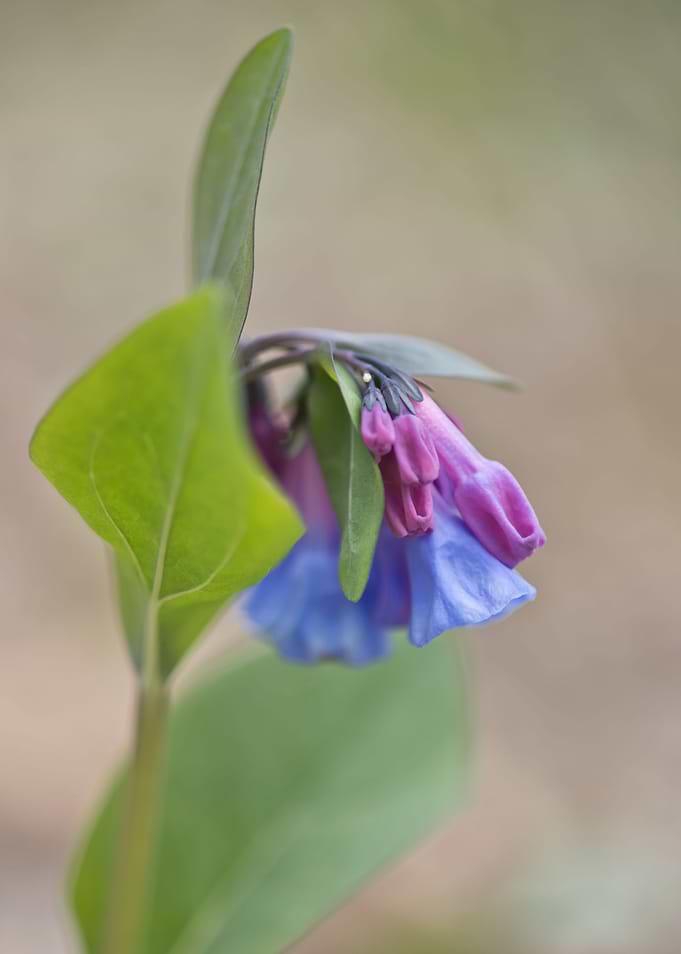 Beautiful bluebells