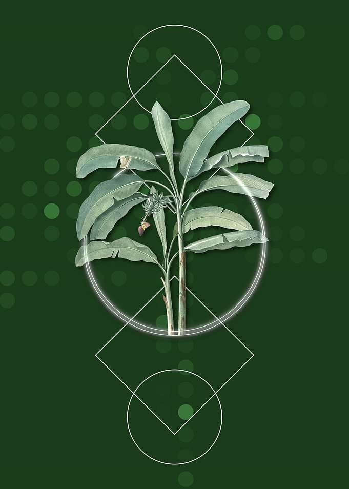 Geometric Banana Tree