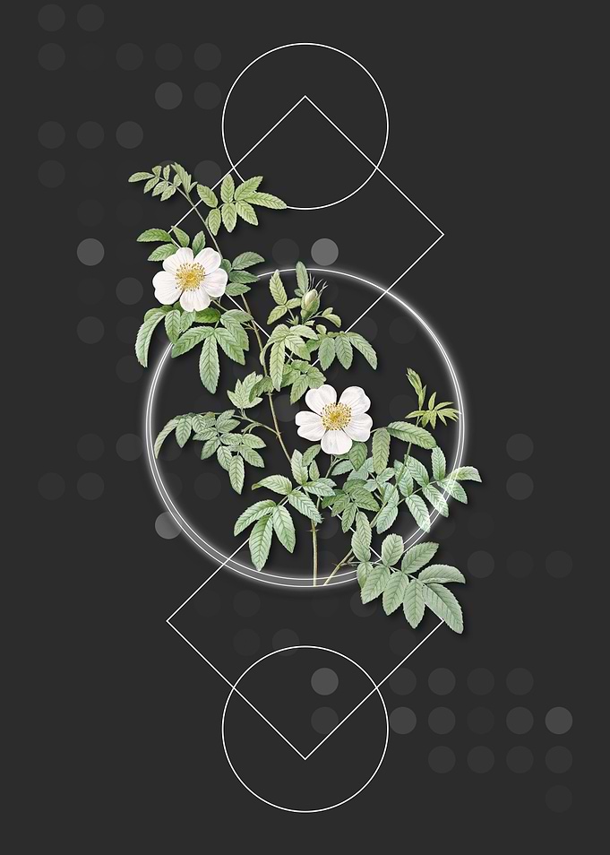 Vintage White Musk Rose