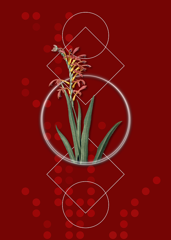 Antholyza Aethiopica