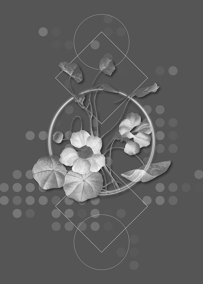 Gray Geometric Monks Cress
