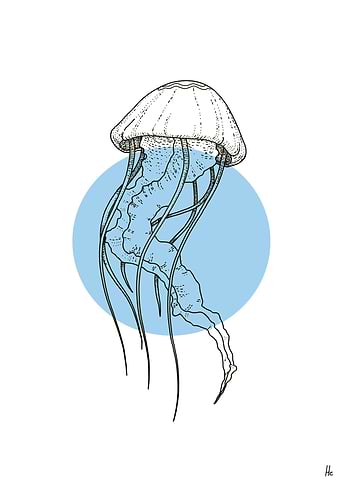 MINIMAL MEDUSA