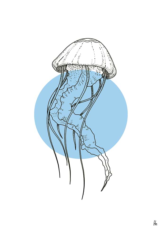 MINIMAL MEDUSA