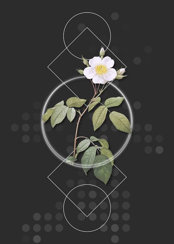 Geometric Climbing Rose