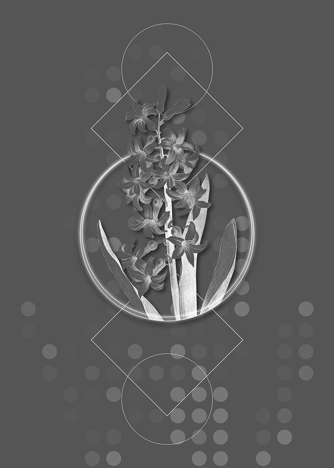 Geometric Dutch Hyacinth