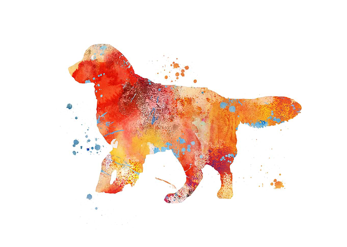 Golden retriver