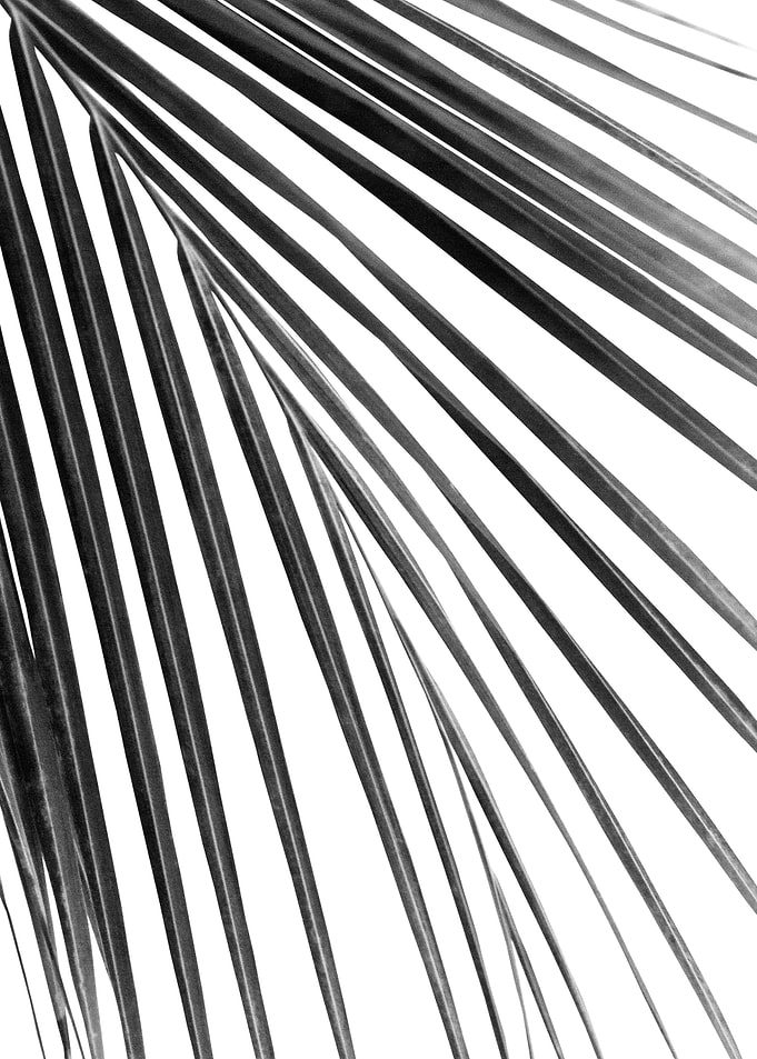 BW Palm Leaf Dream 1