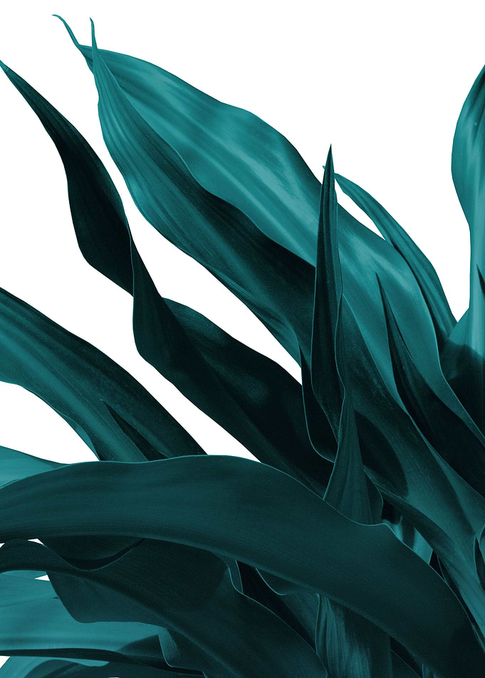 Dark Teal Green Leaves 1