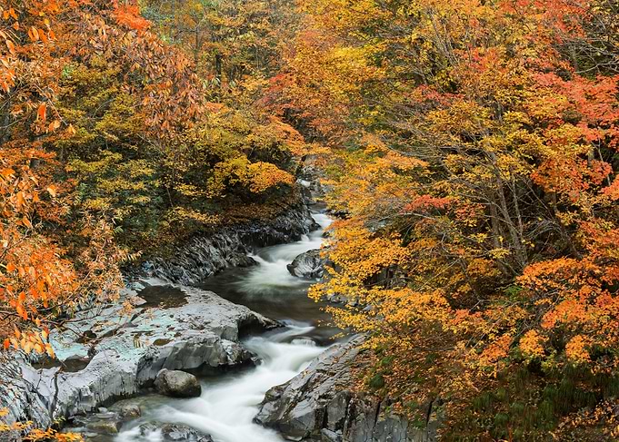 A stream full of autumn