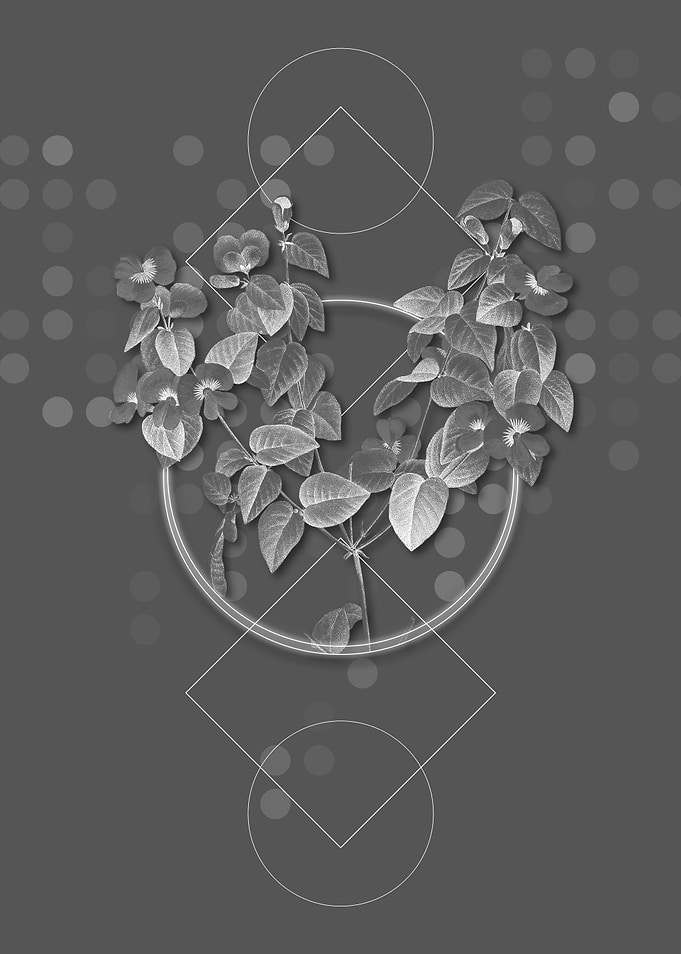 Geometric Gray Platilobium
