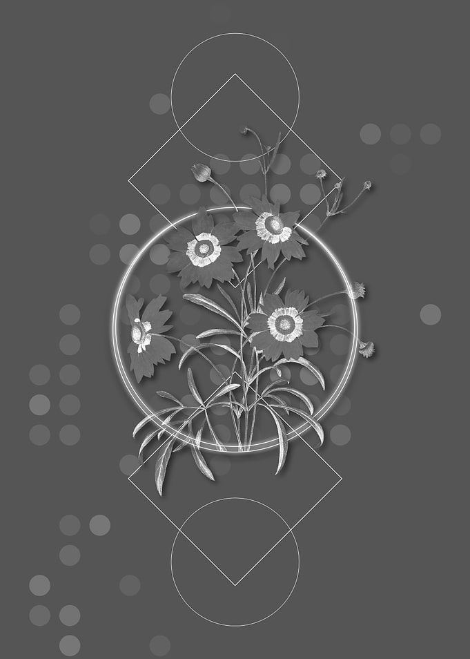 Gray Coreopsis Elegans
