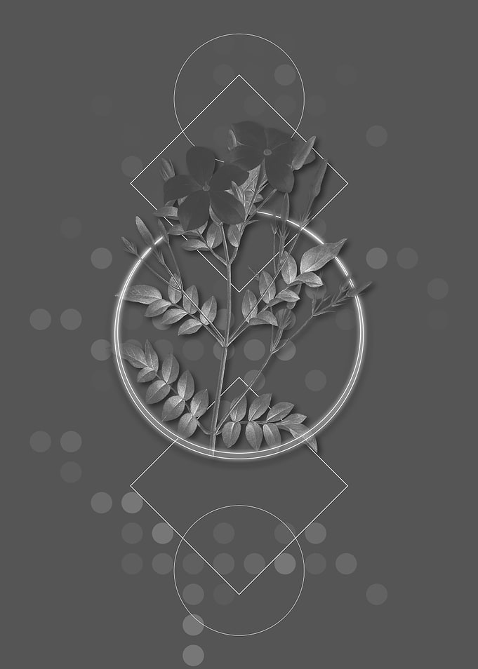 Geometric Spanish Jasmine