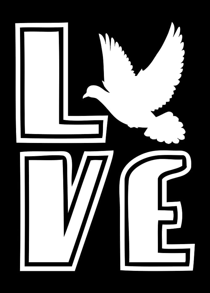 Pigeon Love Pigeons Doves