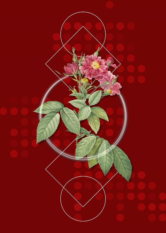 Geometric Boursault Rose