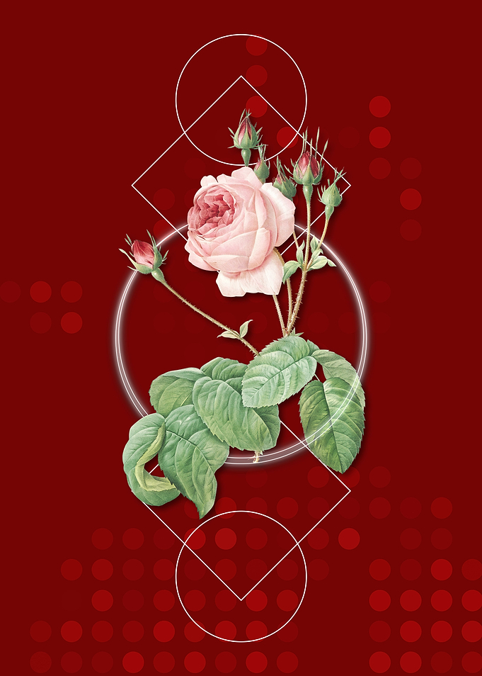 Geometric Cabbage Rose