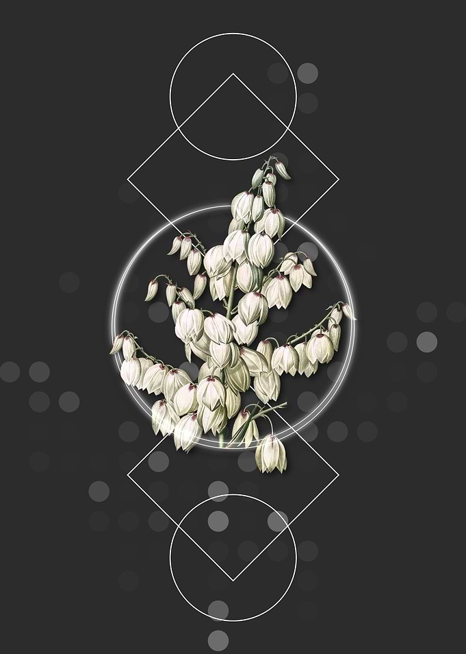 Geometric Aloe Yucca