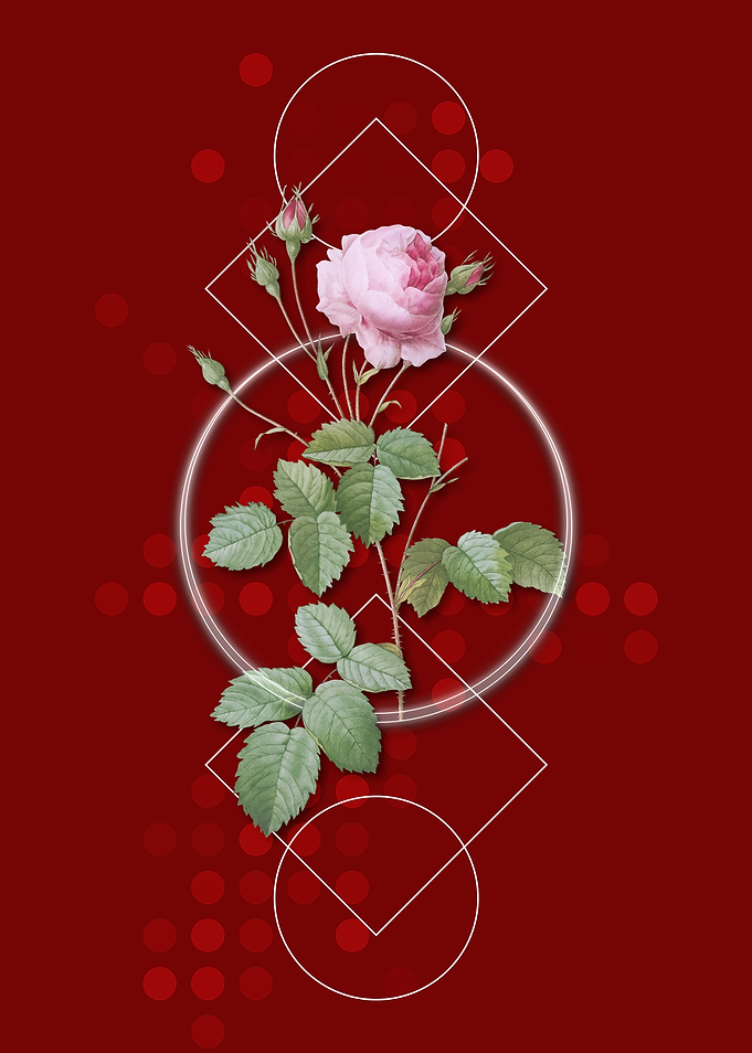 Vintage Pink Provence Rose