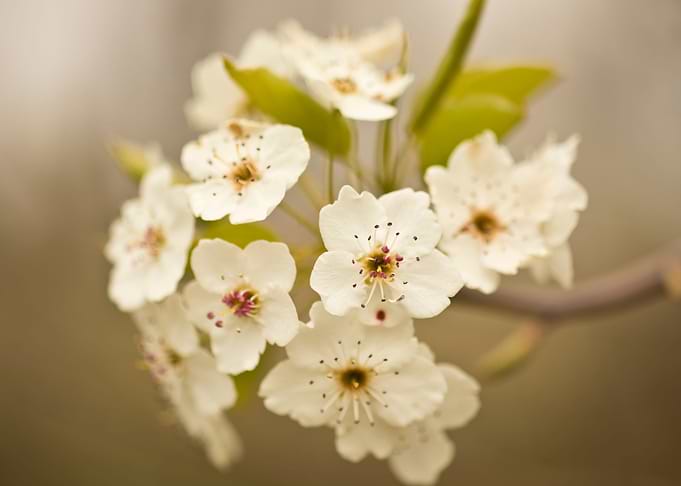 White tree blossoms