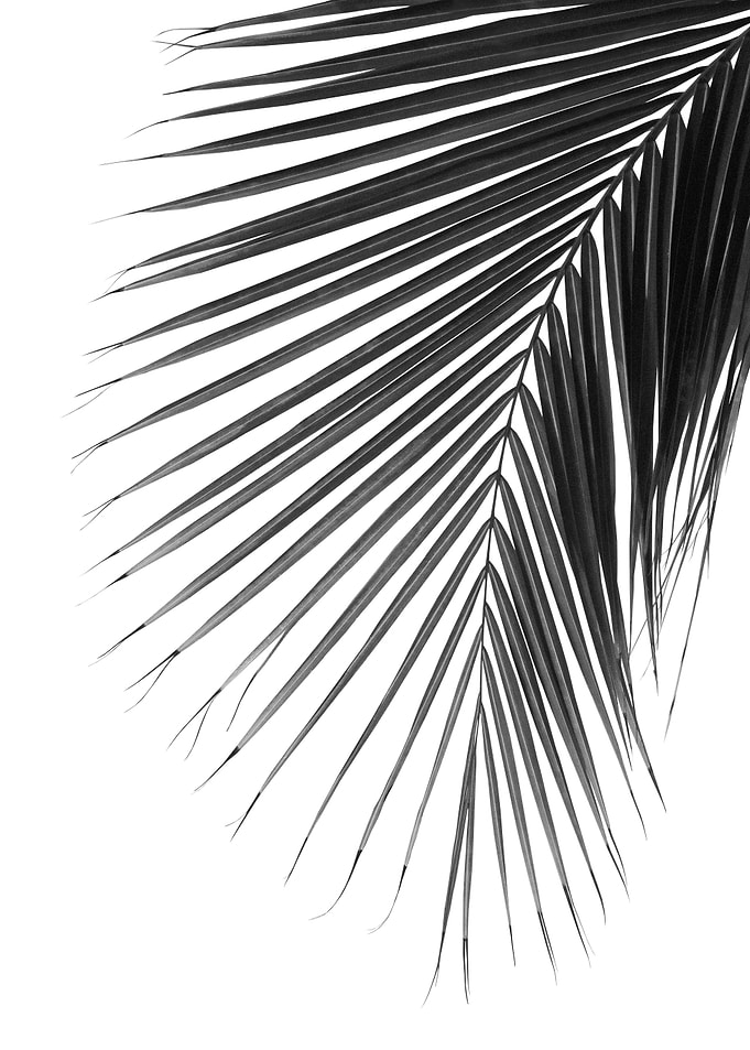 Minimal Palm Leaf Finesse1