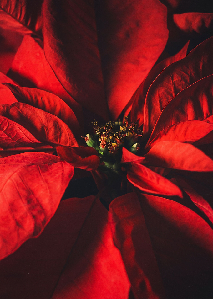 Red Poinsettia Flower