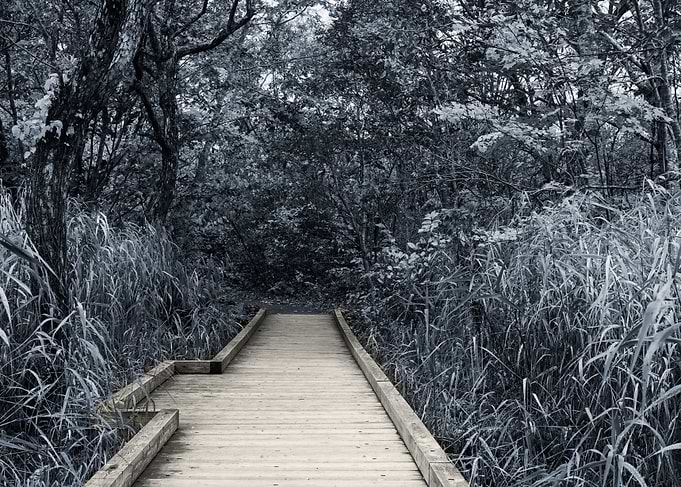 wooden walkway