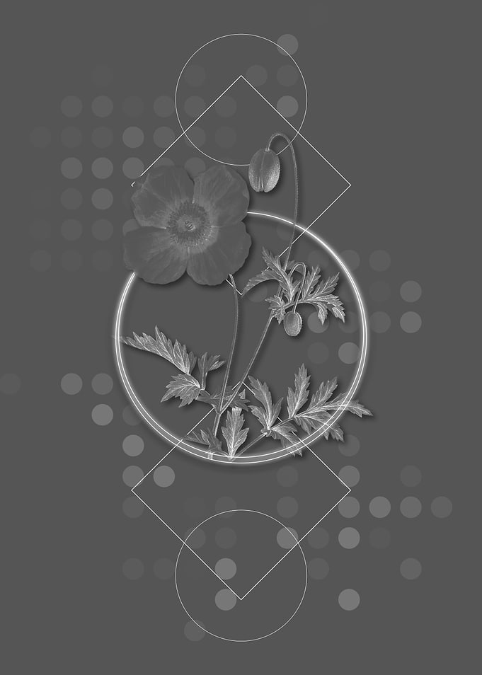 Grey Geometric Welsh Poppy