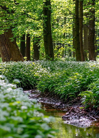 Spring forest, tree, river