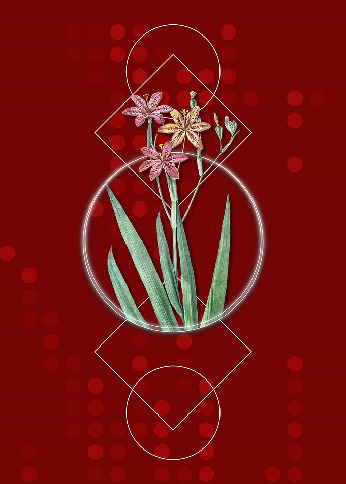 Geometric Blackberry Lily