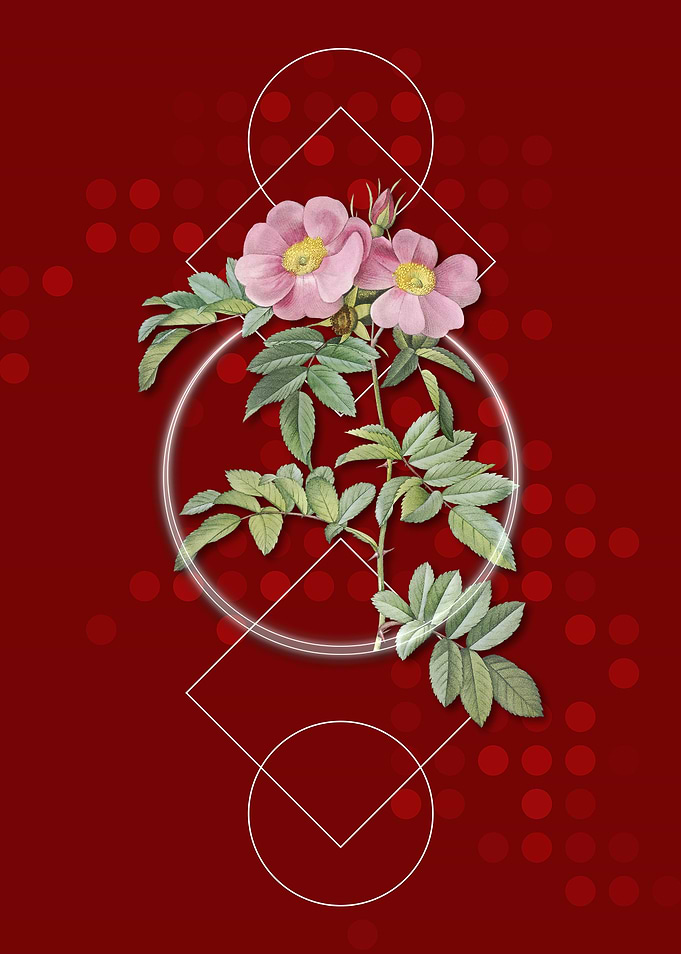 Pink Geometric Rosa Lucida