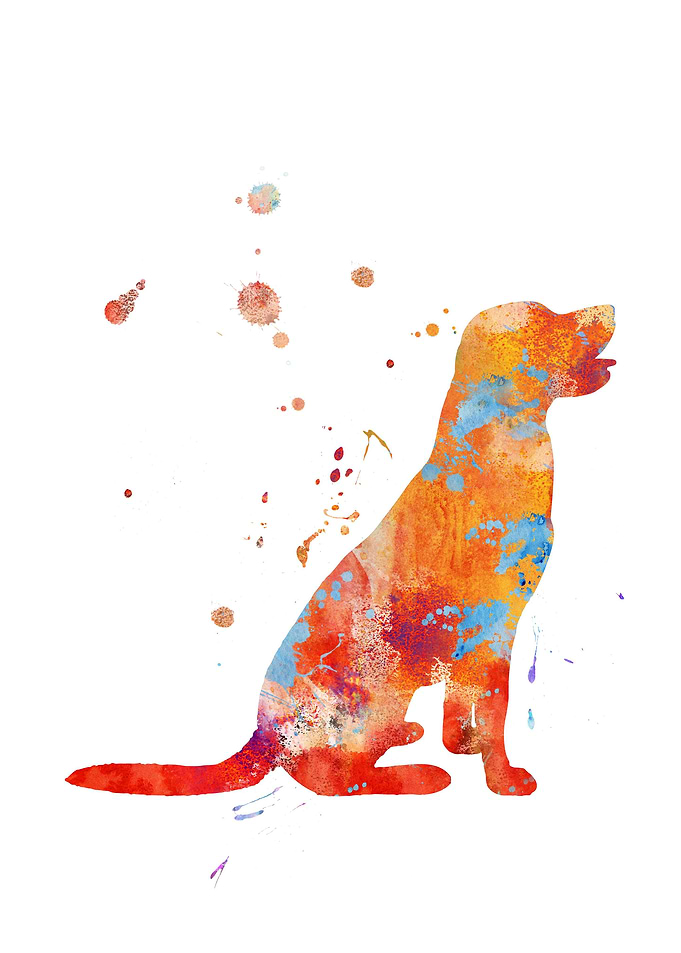 Labrador