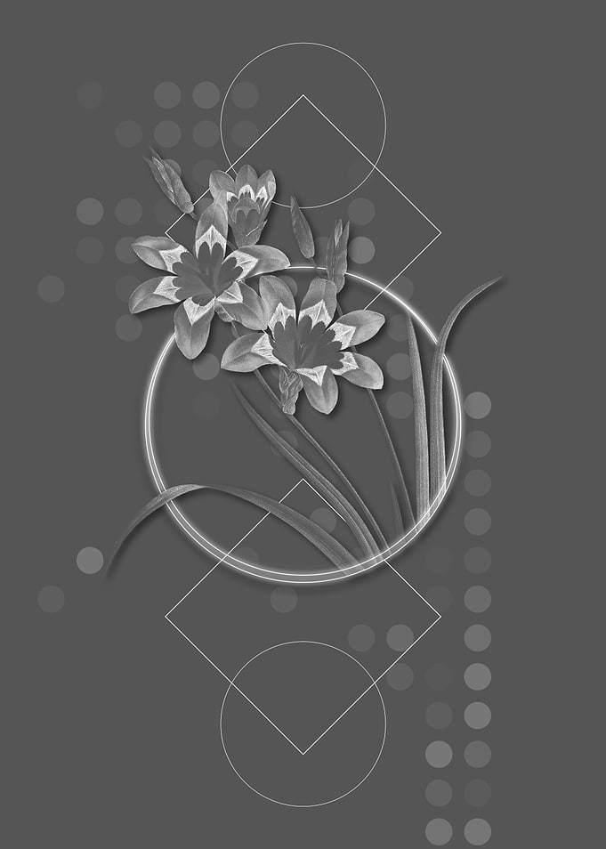 Geometric Ixia Tricolore