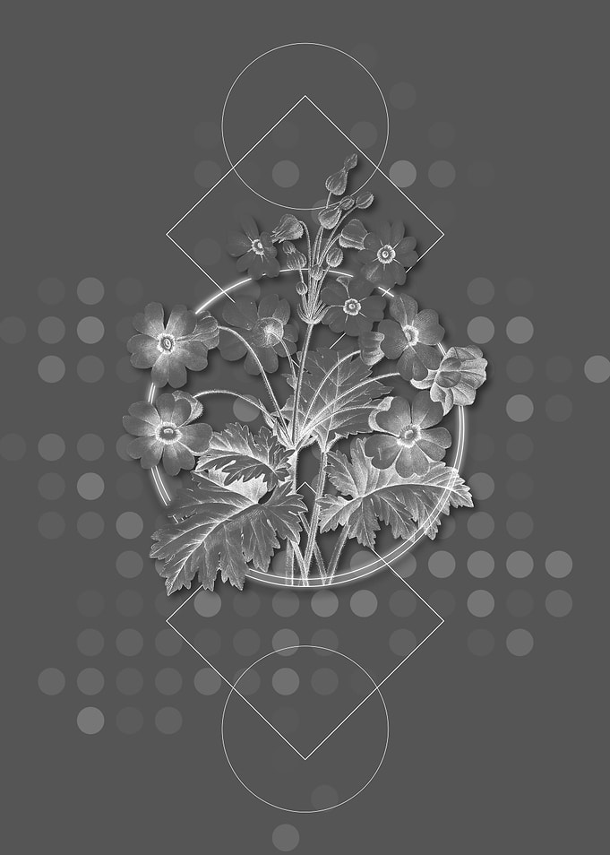 Geometric Chinese Primrose