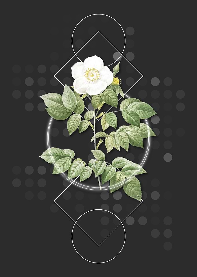 Vintage Leschenaults Rose