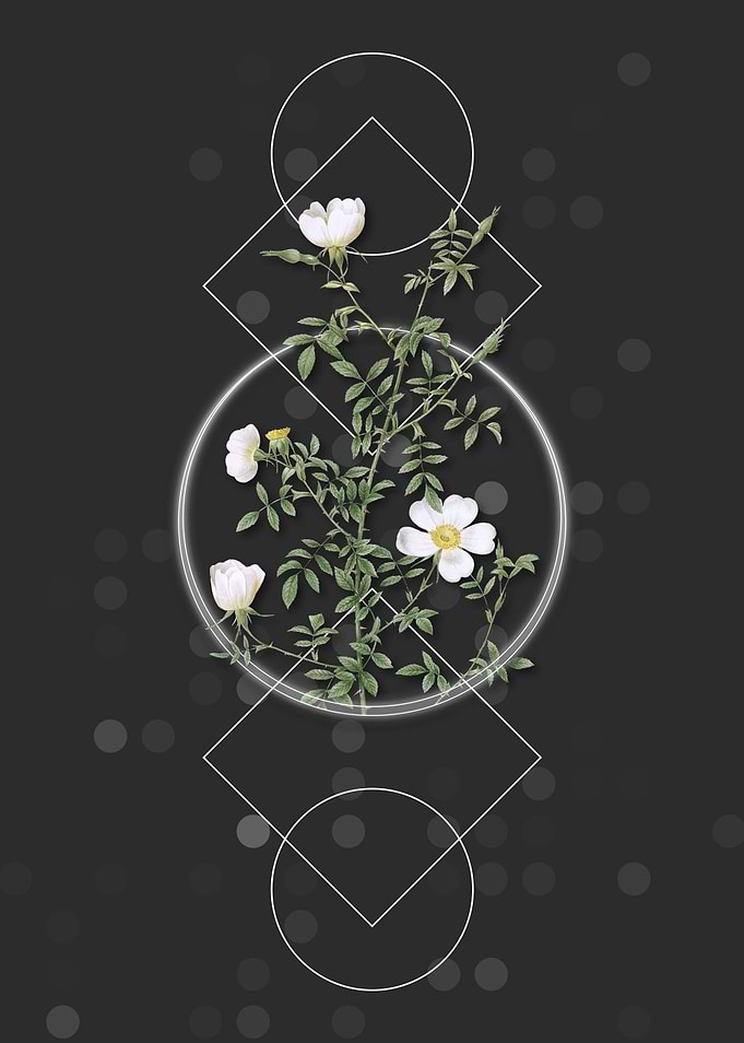 White Geometric Hedge Rose