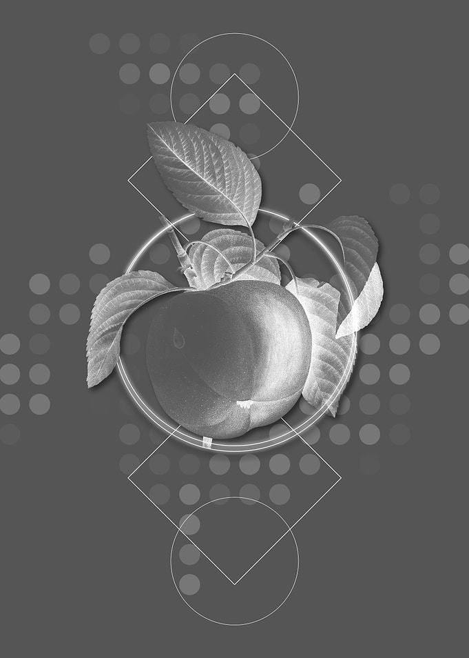 Grey Snow Calville Apple