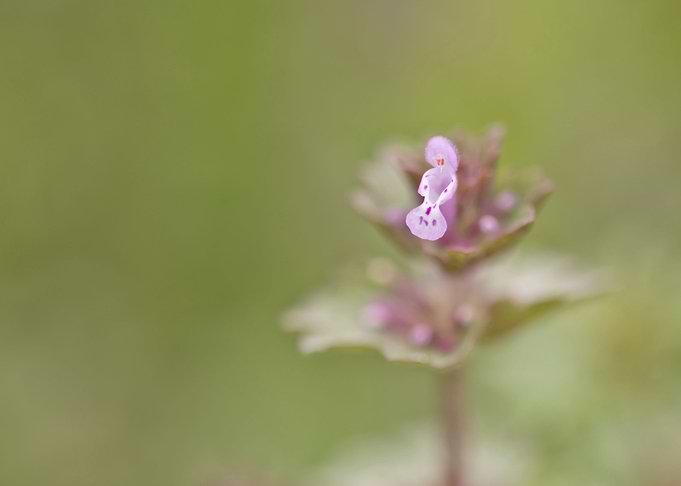 Tiny purple flower