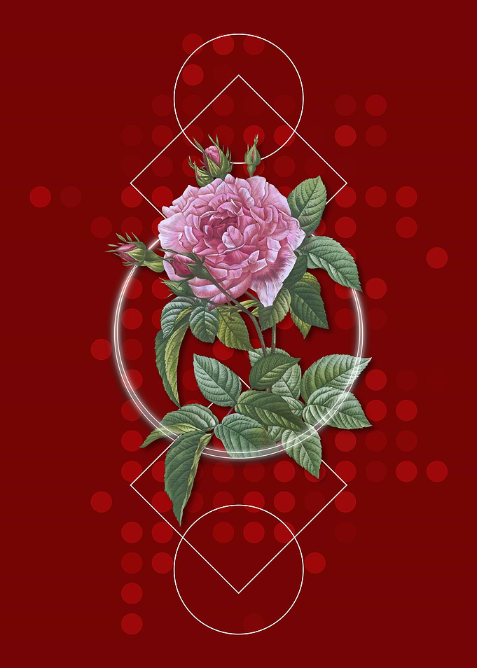 Vintage Pink French Rose