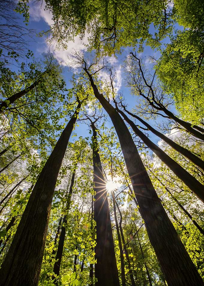 Spring forest, trees, sun