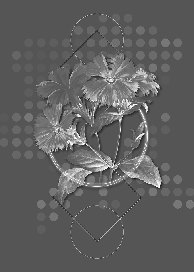 Gray Lychnis Grandiflora