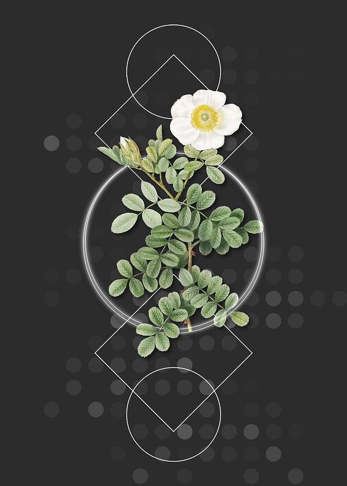 Geometric Macartney Rose