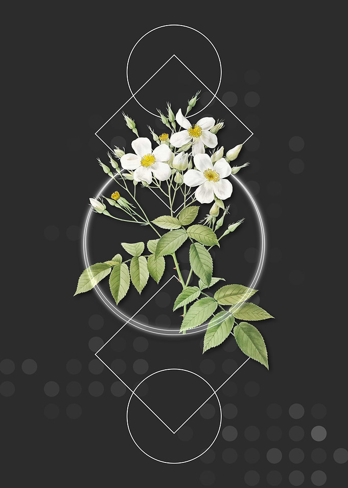 Vintage White Musk Rose