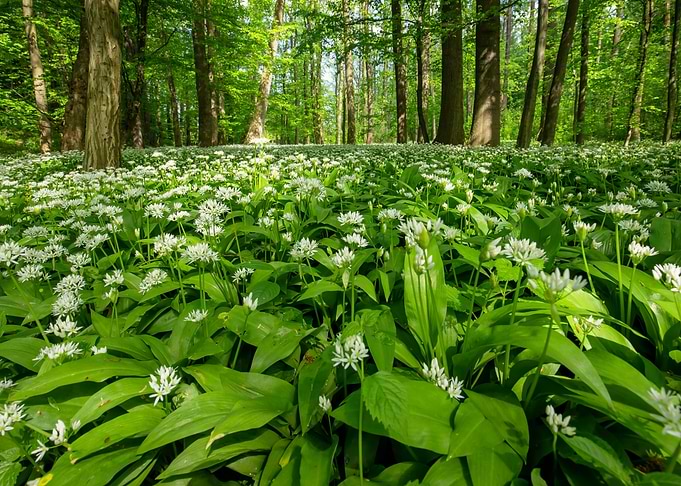 Spring forest,tree,flowers