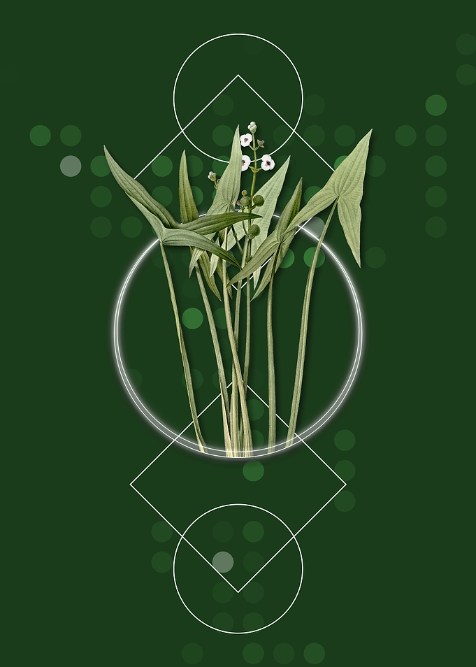 Geometric Arrowhead Plant