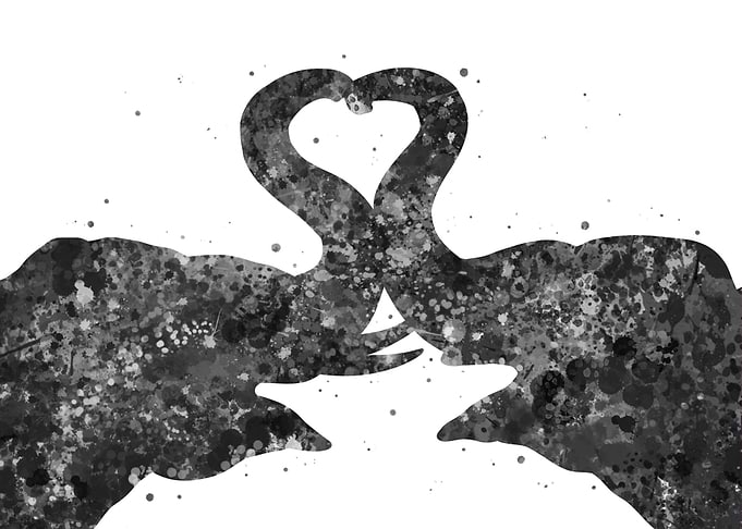 Elephant love couple